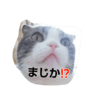 cat marumaruo（個別スタンプ：6）
