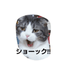 cat marumaruo（個別スタンプ：7）