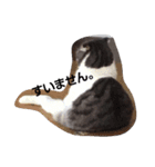 cat marumaruo（個別スタンプ：8）