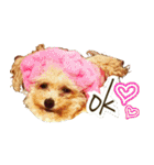 プードル兄妹（個別スタンプ：2）