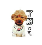 プードル兄妹（個別スタンプ：3）
