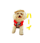 プードル兄妹（個別スタンプ：4）