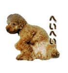 プードル兄妹（個別スタンプ：5）