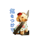 プードル兄妹（個別スタンプ：10）