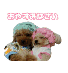 プードル兄妹（個別スタンプ：11）