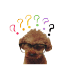 プードル兄妹（個別スタンプ：13）