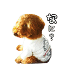 プードル兄妹（個別スタンプ：15）