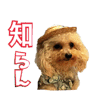 プードル兄妹（個別スタンプ：16）
