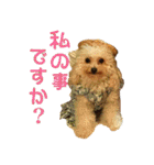 プードル兄妹（個別スタンプ：18）