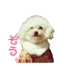 プードル兄妹（個別スタンプ：20）