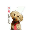 プードル兄妹（個別スタンプ：21）