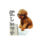 プードル兄妹（個別スタンプ：25）
