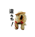 プードル兄妹（個別スタンプ：30）