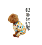 プードル兄妹（個別スタンプ：31）