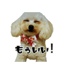 プードル兄妹（個別スタンプ：32）