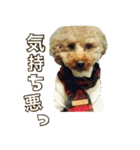 プードル兄妹（個別スタンプ：33）