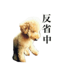 プードル兄妹（個別スタンプ：35）
