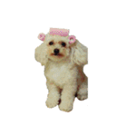 プードル兄妹（個別スタンプ：37）