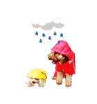 プードル兄妹（個別スタンプ：38）