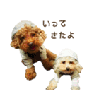プードル兄妹（個別スタンプ：39）