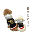 プードル兄妹（個別スタンプ：40）