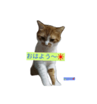 サスケ ＆ きなこ（個別スタンプ：1）