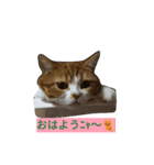 サスケ ＆ きなこ（個別スタンプ：2）