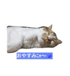 サスケ ＆ きなこ（個別スタンプ：4）
