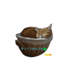 サスケ ＆ きなこ（個別スタンプ：7）