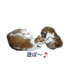 サスケ ＆ きなこ（個別スタンプ：8）