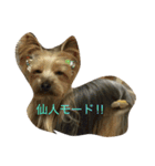 犬の方々。（個別スタンプ：1）