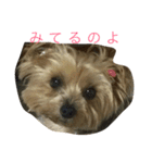 犬の方々。（個別スタンプ：3）
