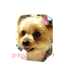 犬の方々。（個別スタンプ：5）