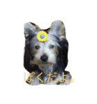 犬の方々。（個別スタンプ：6）