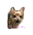 犬の方々。（個別スタンプ：7）