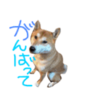 奥田家（個別スタンプ：8）