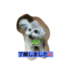トイプードルペプシのひとこと（個別スタンプ：3）