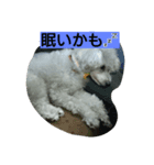 トイプードルペプシのひとこと（個別スタンプ：4）