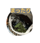 トイプードルペプシのひとこと（個別スタンプ：7）