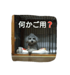 トイプードルペプシのひとこと（個別スタンプ：8）