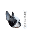 bostonterrierGABU2（個別スタンプ：1）