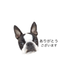 bostonterrierGABU2（個別スタンプ：2）