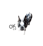 bostonterrierGABU2（個別スタンプ：3）