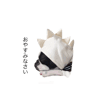 bostonterrierGABU2（個別スタンプ：4）