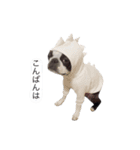 bostonterrierGABU2（個別スタンプ：5）