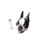bostonterrierGABU2（個別スタンプ：6）