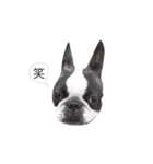 bostonterrierGABU2（個別スタンプ：7）