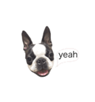 bostonterrierGABU2（個別スタンプ：8）