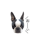 bostonterrierGABU2（個別スタンプ：9）
