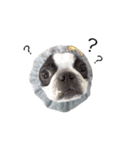 bostonterrierGABU2（個別スタンプ：10）